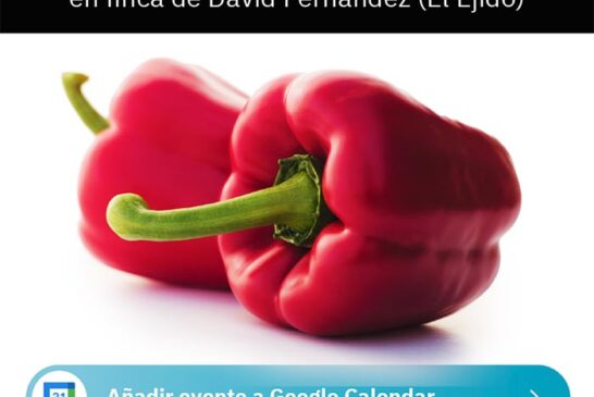 Día 21 de enero. Jornada de pimiento Spartanos de Syngenta