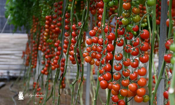 Tomate en rama de HM Clause con resistencia a rugoso