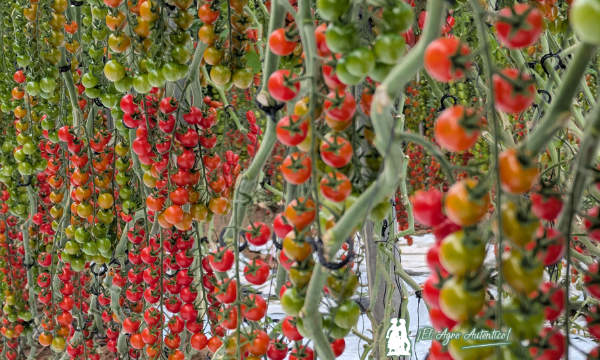 Tomate cherry rama redondo Talavante / agroautentico.com