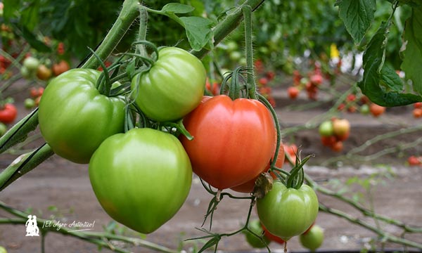Tomate huevo de Toro de HM Clause