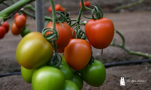 Tomate pera Freeman de HM Clause