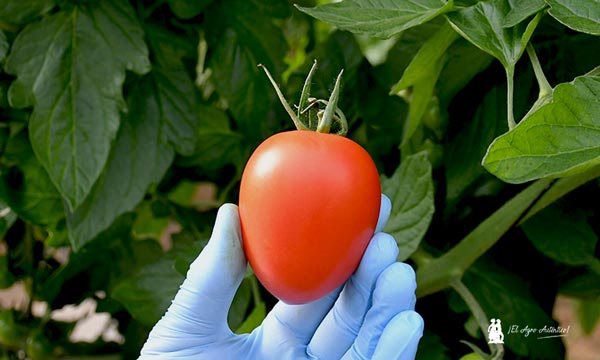 Tomate pera Freeman de HM Clause 2