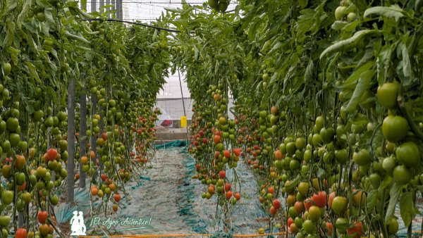 Tomate pera gordo de Ramiro Arnedo: Barricada / agroautentico.com