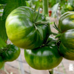 Tomate Raf Ambrosía de HM Clause