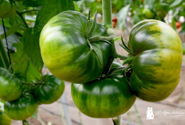 HM.Clause ya trabaja en el primer Raf resistente a rugoso