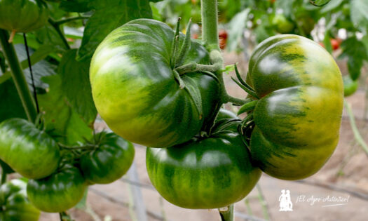 Tomate Raf Ambrosía de HM Clause
