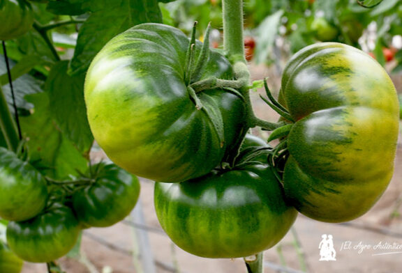 HM.Clause ya trabaja en el primer Raf resistente a rugoso