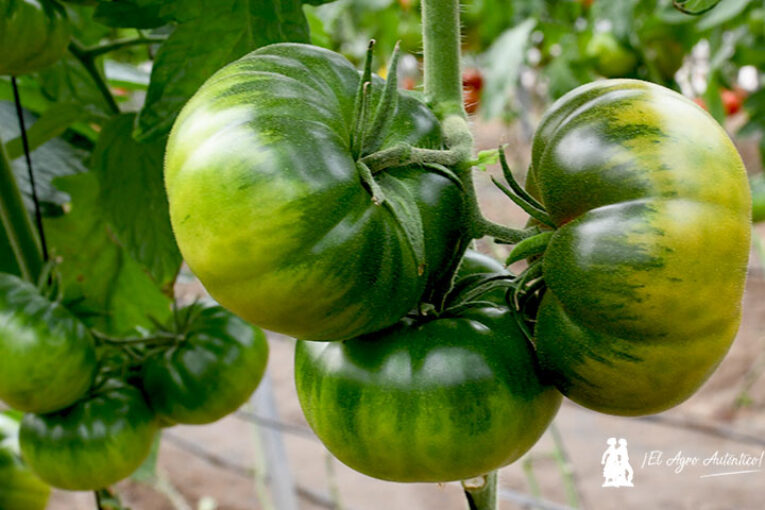 HM.Clause ya trabaja en el primer Raf resistente a rugoso