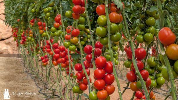 Tomate rama Castylo de Gautier / agroautentico.com