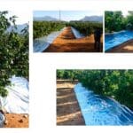 Plásticos reflectantes de Imaflex en cítricos / agroautentico.com
