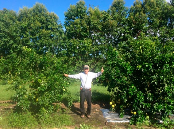 Plásticos reflectantes de Imaflex en cítricos / agroautentico.com
