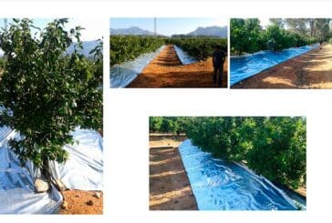 Nuevos plásticos reflectantes para frenar HLB en cítricos y plagas como Scirtothrips