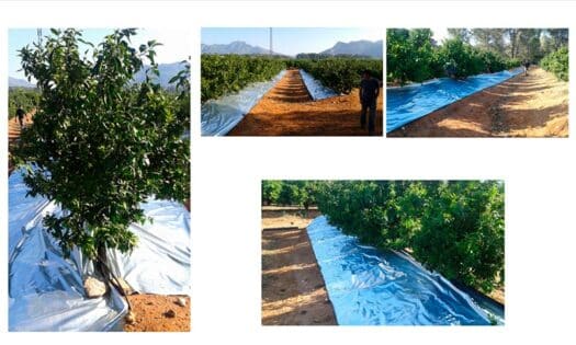 Plásticos reflectantes de Imaflex en cítricos / agroautentico.com