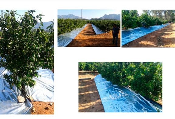 Nuevos plásticos reflectantes para frenar HLB en cítricos y plagas como Scirtothrips