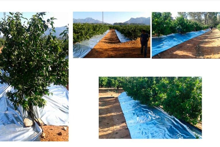 Nuevos plásticos reflectantes para frenar HLB en cítricos y plagas como Scirtothrips