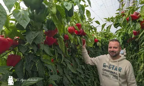 Álex Martín, CEO en Sur Seeds y mejorador de pimiento / agroautentico.com