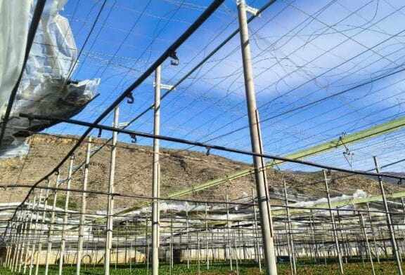 200 hectáreas afectadas y 50 ha destruidas en Almería por la borrasca Oriana