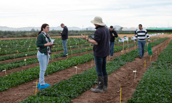 BASF | Nunhems mini demos de espinaca en el campo de Cartagena / agroautentico.com