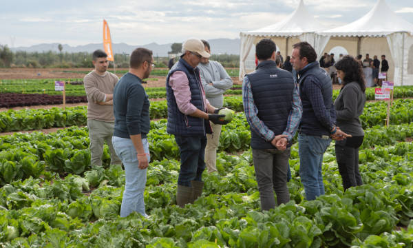 BASF | Nunhems mini demos de iceberg en el campo de Cartagena / agroautentico.com