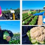 Bejo presume de diversidad en Murcia Open Days 2026