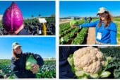 Bejo presume de diversidad en Murcia Open Days 2026