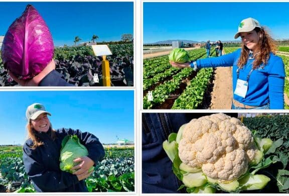 Bejo presume de diversidad en Murcia Open Days 2026