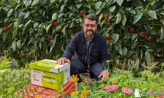 Bombus Nova, colmena de abejorros de Entonova / agroautentico.com