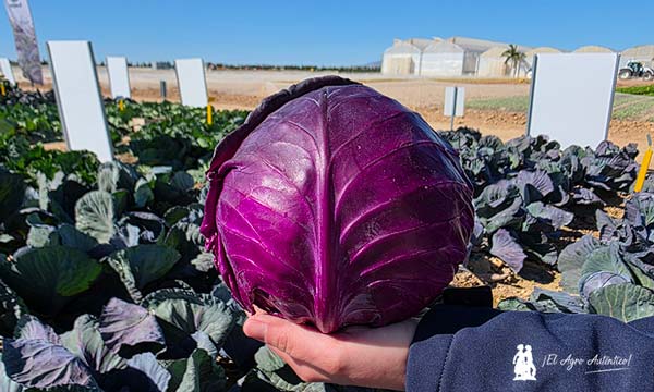 Bejo presume de diversidad en Murcia Open Days 2026 3