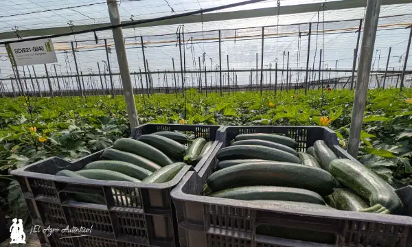 Cajas de calabacín SCVE21-0840 de Syngenta / agroautentico.com