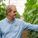 Caspio y Calado son las dos variedades de pepino largo de BASF | Nunhems para el ciclo de primavera