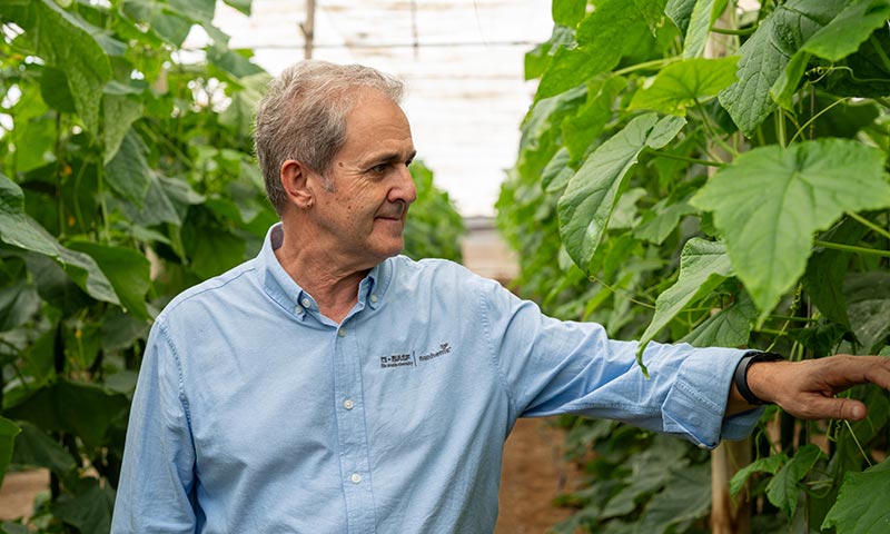 BASF | Nunhems ofrece el doble de opciones para cultivar pepino en primavera