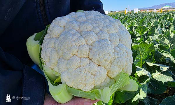 Isabel Fernández, mejoradora de brásicas de Bejo 6