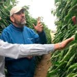 Ecoculture logra adelantar una semana la maduración, color y calidad en cultivos de pimiento en invierno