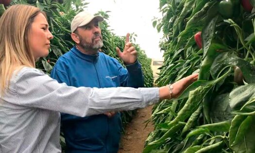 Ecoculture logra adelantar una semana la maduración, color y calidad en cultivos de pimiento en invierno