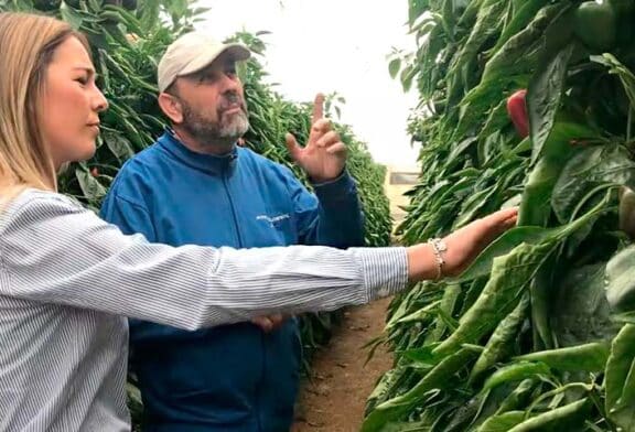 Ecoculture adelanta una semana maduración, color y brillo en los frutos de pimiento