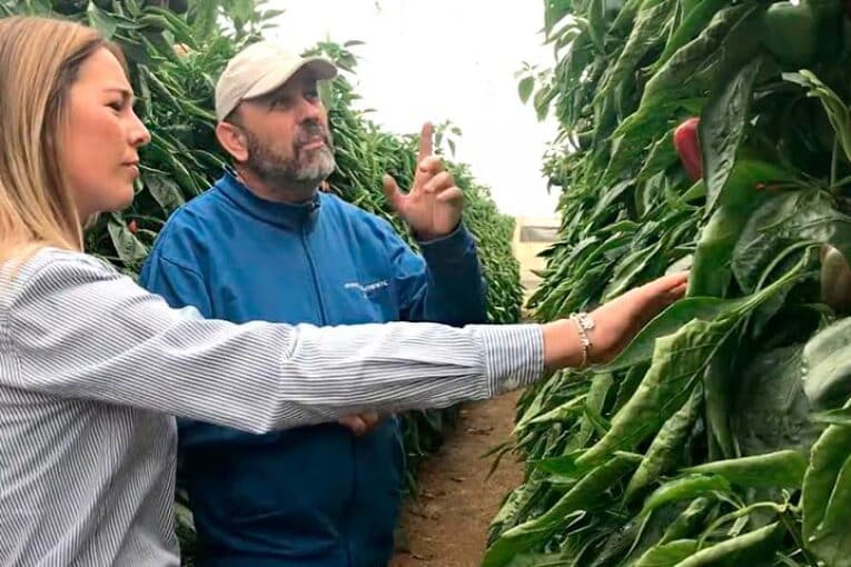 Ecoculture adelanta una semana maduración, color y brillo en los frutos de pimiento