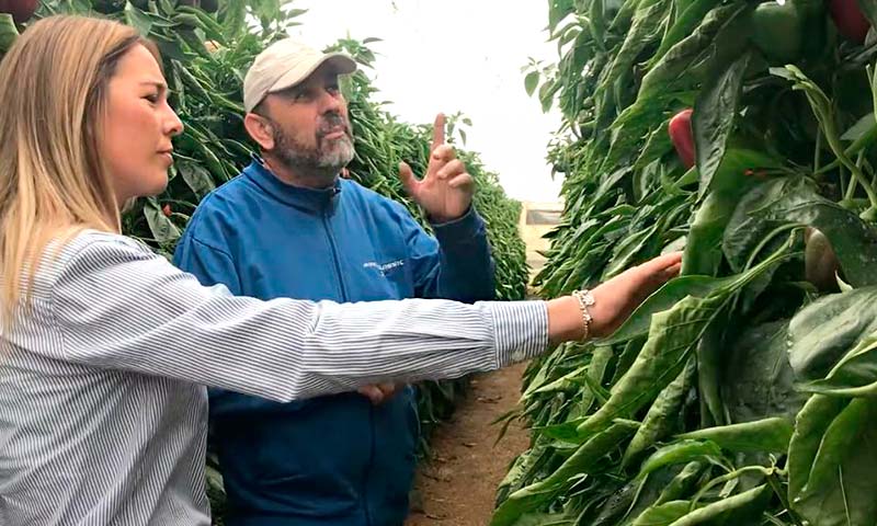 Ecoculture adelanta una semana maduración, color y brillo en los frutos de pimiento