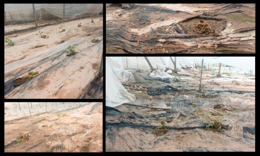 Invernaderos anegados por el temporal en la Albufera de Adra (Almería) / agroautentico.com