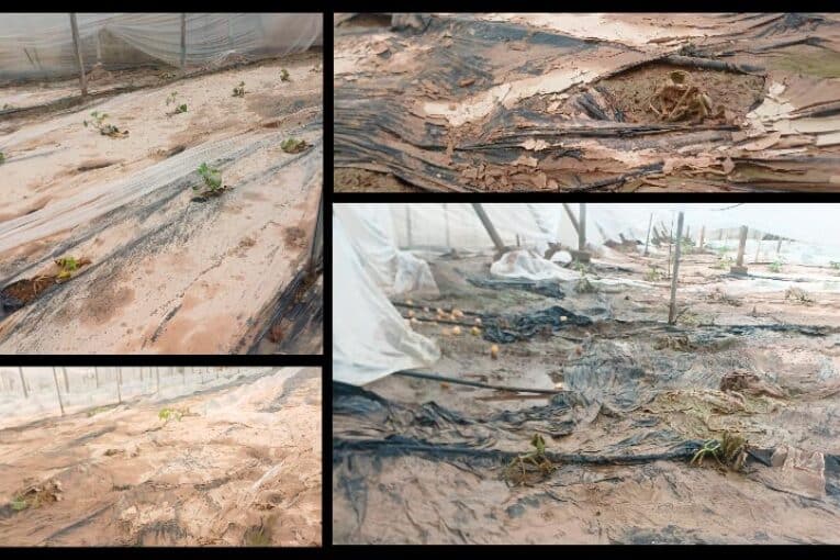Descenso brutal de la producción por los sucesivos temporales de lluvia y viento