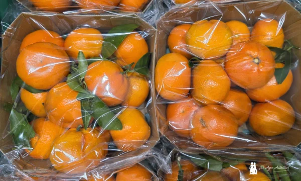 El impuesto al plástico. De un problema a una oportunidad 5