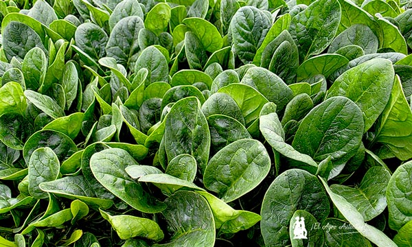 Syngenta adelanta la próxima generación de hoja y brásicas en Demo Days Salads 2026 14 bb