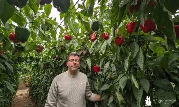 Germán Ureña, técnico comercial de Sur Seeds / agroautentico.com
