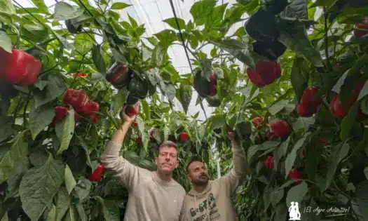 Germán Ureña y Álex Martín de Sur Seeds / agroautentico.com