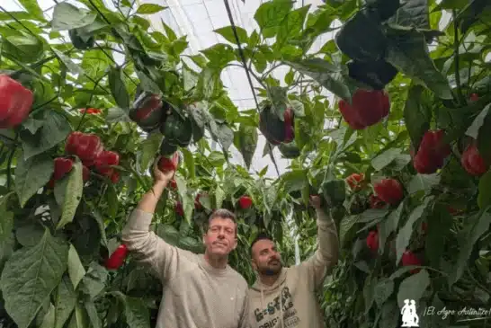 Sur Seeds introduce la resistencia multigénica a oídio en sus nuevos pimientos rojos