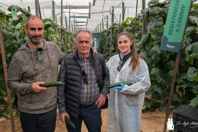Hazera se estrena en pepino tardío con una variedad resistente a CGMMV