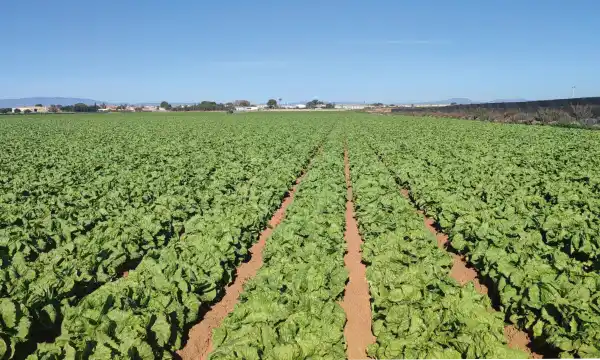 Bejo vuelve a abrir su finca El Aljibe 2