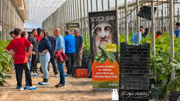 Jornadas de campo de calabacín de Syngenta / agroautentico.com