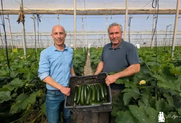El último calabacín de Syngenta resiste al invierno más duro