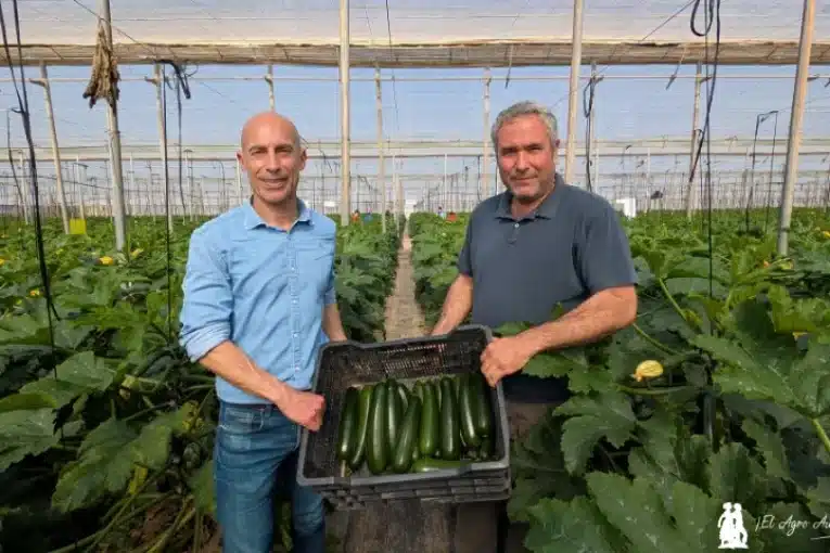 El último calabacín de Syngenta resiste al invierno más duro