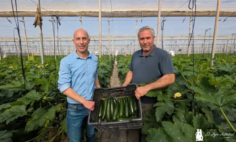 El último calabacín de Syngenta resiste al invierno más duro